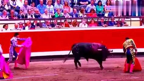 西班牙斗牛最精彩的一场赛事，看的人热血沸腾，牛输的跪下了