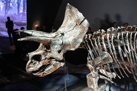 世界上保存最完整的三角龙化石Horridus - 化石网