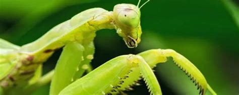 什么是螳螂及它的特征_其他-虫虫战队
