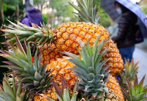 2023菠萝价格多少钱一斤？ - 惠农网