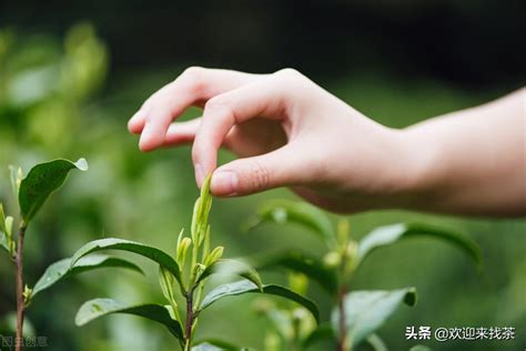 茶叶品牌排行榜前10名（天福茗茶/八马/小罐茶- 茶文化网