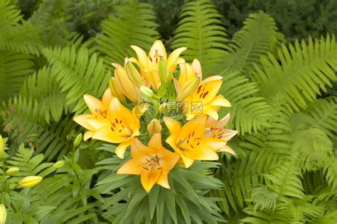 娜丽花(Nerinesarniensis)~图片