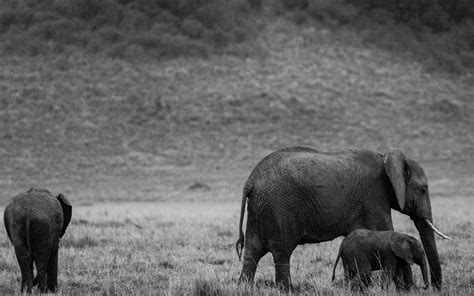 大象领着两只小象在草地上实拍视频素材模板下载_草地_图客巴巴