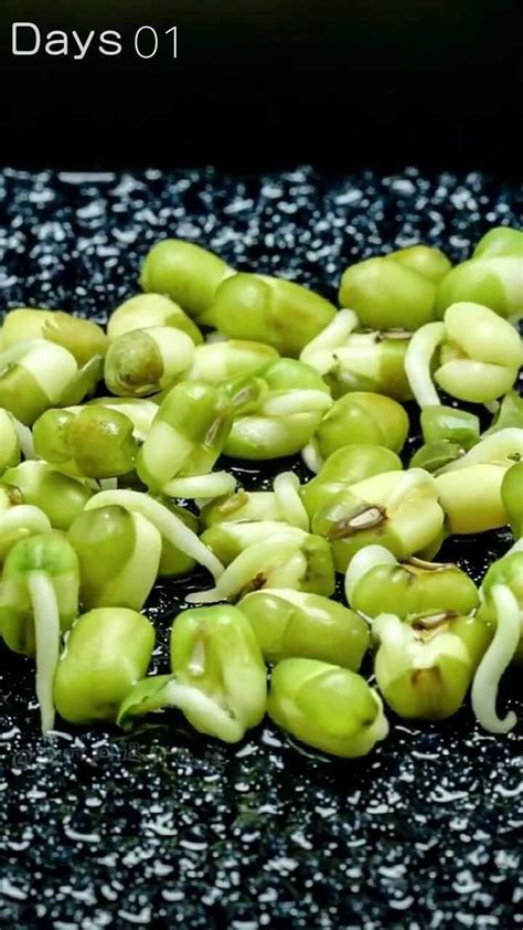 绿豆的生长过程是什么-百度经验