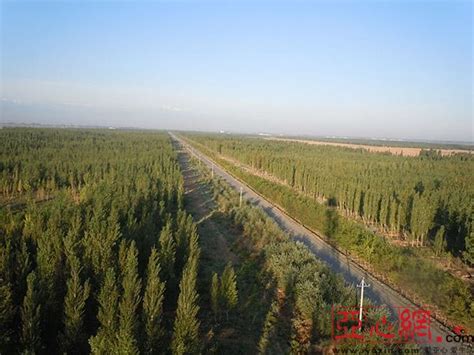 新疆最大规模的人工森林项目将申报国家级森林公园|森林公园|新疆|旅游_新浪新闻