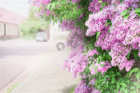 紫丁香花瓣摄影图片-紫丁香花瓣摄影作品-千库网