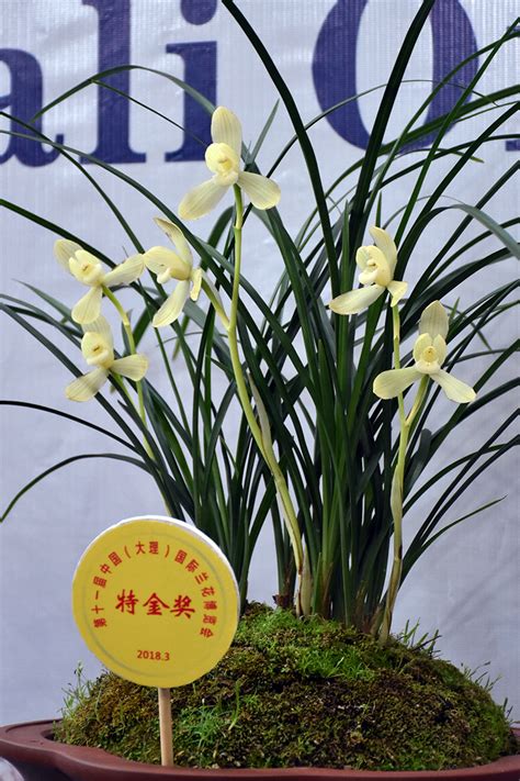 中国名贵兰花图片
