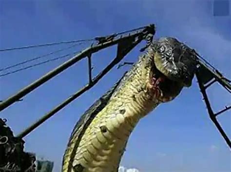 最大的蛇10000米图片