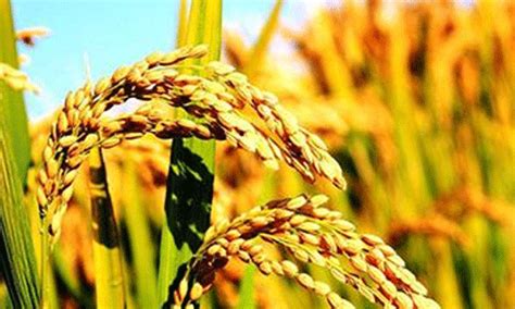 水稻种植技术_平山沁峪农业