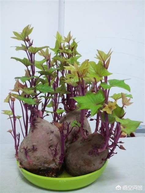 红薯发芽怎么办？当做“花”来养，比绿萝还好看，叶子还可以吃 - 知乎