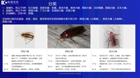 蟑螂和牛子虫的区别,潮湿虫和蟑螂区别,蟑螂和潮虫区别图片_大山谷图库
