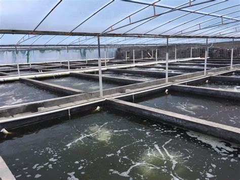 工厂化水产养殖循环水系统