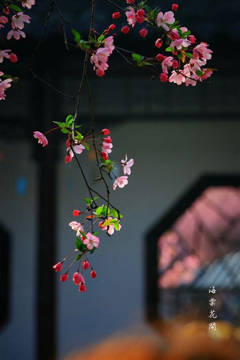 垂丝海棠花开 - 天府摄影 - 天府社区