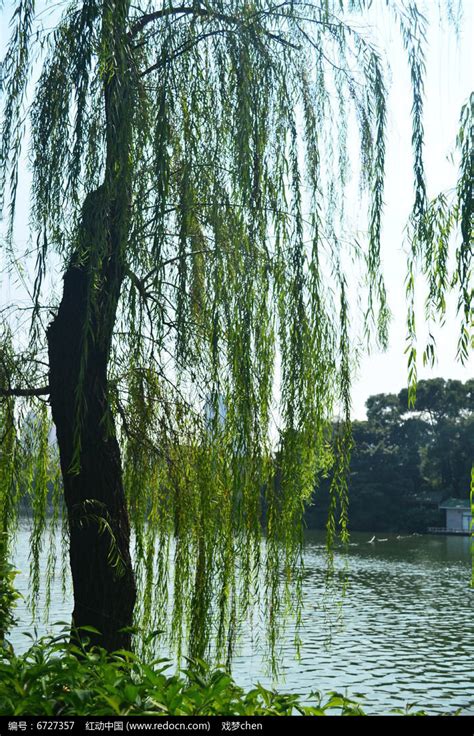垂柳-丽江园林绿化植物-图片