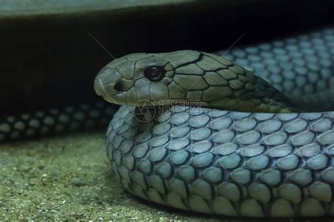 北美蛇王：不是所有蛇都吃蛇，但吃蛇的都叫王蛇！|蛇王|王蛇|北美_新浪新闻