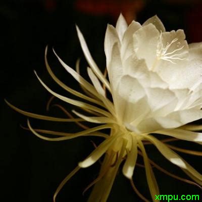 昙花图片