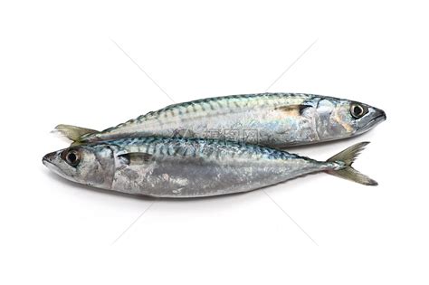 鲭鱼的营养价值_鲭鱼的做法_家居百科_太平洋家居网