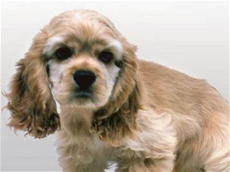 美卡犬图片
