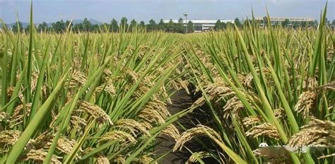 杂交水稻的影响和意义-农百科