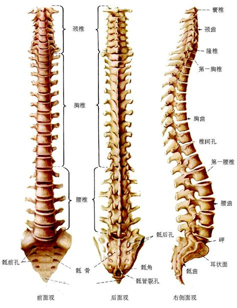 脊柱构造图解图片
