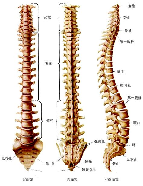 谈谈脊柱中立位-湖北省体育科学学会