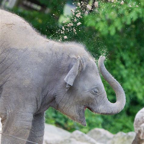 昨天是世界大象日，ins网友们用可爱的小象宝宝照片刷了屏，有点萌呀|小象宝宝|大象_新浪新闻