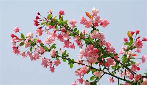 四季海棠的花语及意义 - 武汉泽安园林工程有限公司