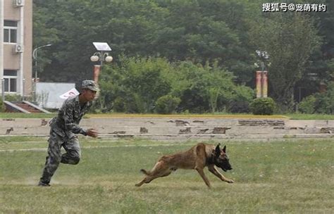 一只明明可以靠颜值却非要拼实力的军犬 - 中国军网
