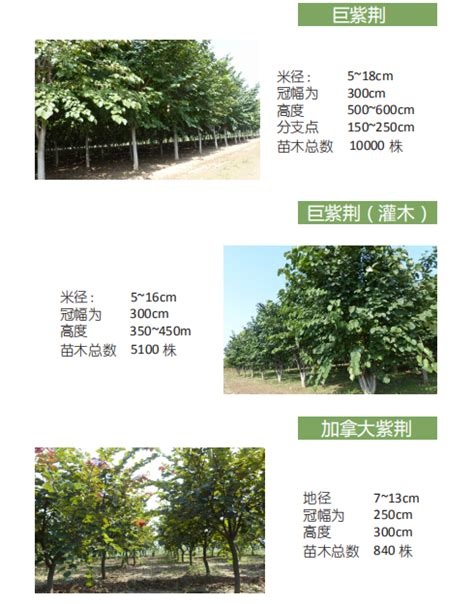 重点企业 陕西北星花木园林有限公司 | 西安林木种苗网