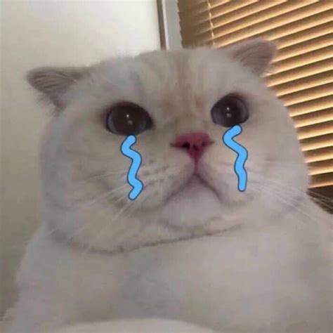 心碎猫头像非主流