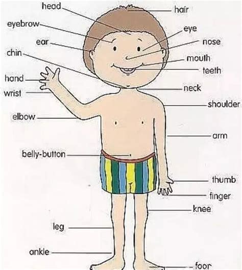 人体各个部位的英文名称及配图，很全很实用！