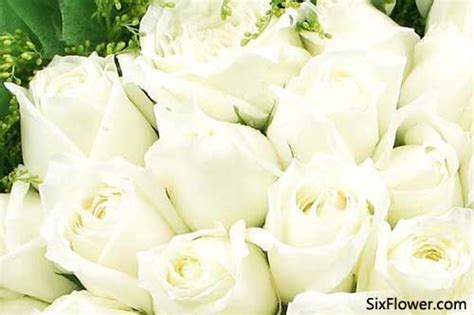 25朵白玫瑰的花语是什么？25朵白玫瑰代表什么意思？-六朵花