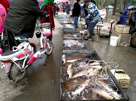 海鲜价格如同蔬菜价 舌头鱼和鲐鲅4元一斤 鲳鱼和米鱼13元两斤