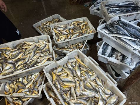 开渔后厦门水产市场鱼鲜品种逐渐增多 价格也大幅下调 - 城事 - 东南网厦门频道