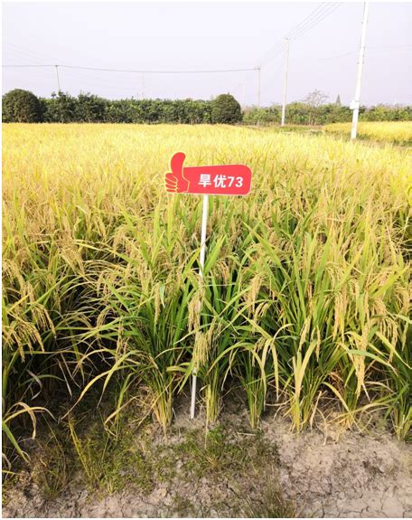 基因中心召开面向非洲的低碳排放节水抗旱稻的 培育和栽培技术项目推进会_科技动态_新闻中心_上海市农业科学院