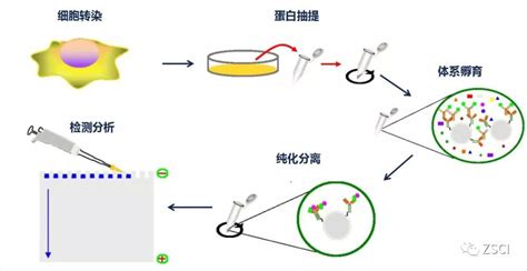 科研助攻丨重组蛋白，看这篇就够了！- MecChemExpress - 脉脉