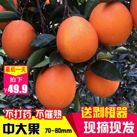 橙子多少钱一斤,一斤橙子大概有几个-水果洽购