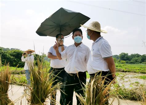 惠阳：“换挡提速”奋力打造融深融湾示范镇_惠州新闻网