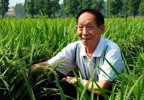 学习袁隆平做一粒好种子 | 杂交水稻从这里走向世界_社会_怀化站_红网