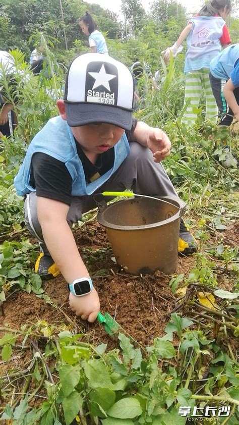 组图｜城里孩子下乡挖土豆，体验不一样的儿童节-民生-长沙晚报网