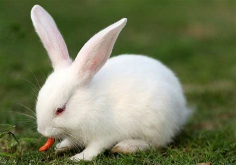 如何科学的喂养小兔子呢?_百度知道