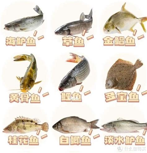盘点寿司里常见的鱼的名字，值得收藏！ - 知乎
