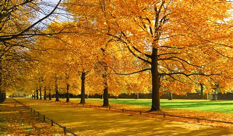 秋季有哪些美丽的变色落叶树？ - 知乎
