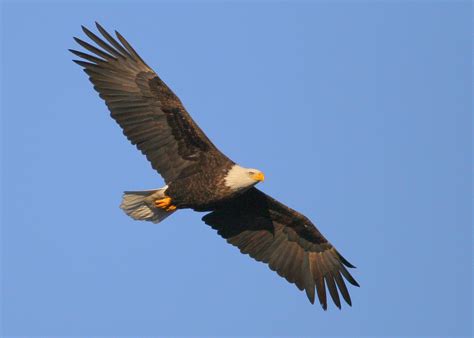 Young Bald Eagle Facts