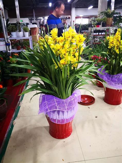 2021北京卖绿植花卉的这家市场 - 知乎
