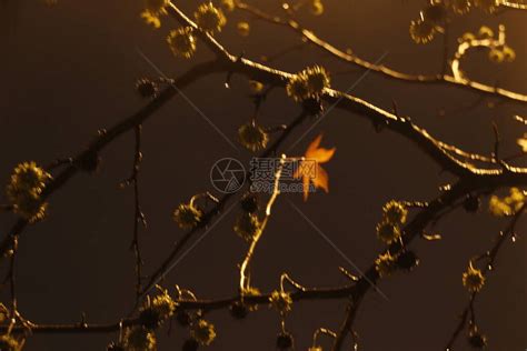 秋天的夜晚公园高清图片下载-正版图片506686719-摄图网