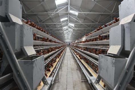 自动化蛋鸡设备的主要类型 - 河南维森机械有限公司