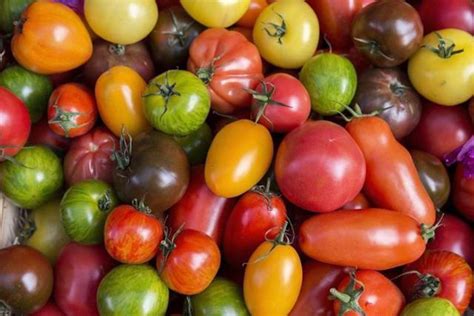 凡谷番茄百科 ｜ 番茄为什么有那么多种颜色，是转基因么？ - 知乎