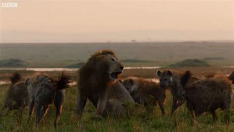 饿急跳墙！肯尼亚鬣狗群抢狮子猎物被赶跑_深圳绿色光明网
