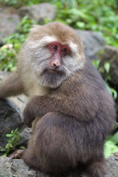 世界上十大最珍稀猴子，山魈的体型全球最大_巴拉排行榜